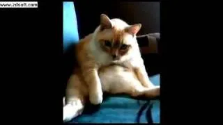 Animal Funnies-Cat Farts and Hiccups at the Same Time