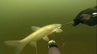 Подводная охота на белого амура в лесу. Spearfishing for Grass Carp