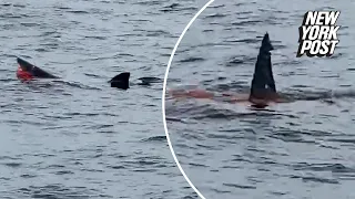 VIDEO: Onlookers Stunned as Shark Feeds Right Before Their Eyes | NY Post