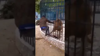 León le muerde la mano a un hombre en el zoológico / Lion bites a man's hand at the zoo
