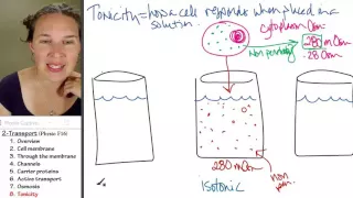 Transport 8- Tonicity