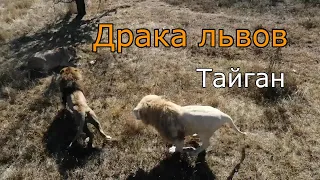 Драка львов. Парк львов "Тайган". Крым, Белогорск.