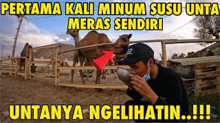 PERTAMA KALI NYOBA MERAS SUSU UNTA & MINUM DI TEMPAT |TERNYATA SEPERTI INI TRIK MEMER4S |AGAR KELUAR