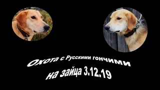 Охота на зайца с Русскими гончими 3 12 19