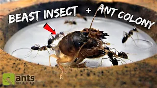 FEEDING A BEAST INSECT TO MY ANTS