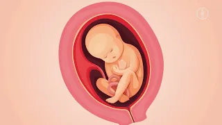 FWU - Embryonalentwicklung des Menschen - Trailer