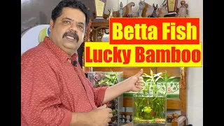 Betta Fish | Lucky Bamboo | Natural Aquarium | 1st Year Anniversary | Mayur Dev Aquascaper 4K