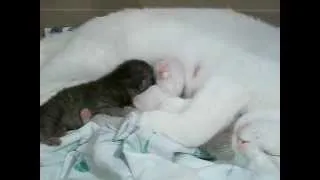 kittens fighting over their mom's milk