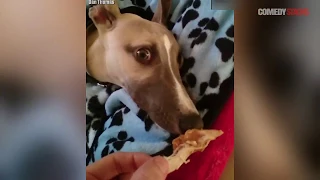 Waking Up A Dog With Food Compilation