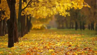 4K Autumn Leaves  falling - Free HD and 4K Stock Footage