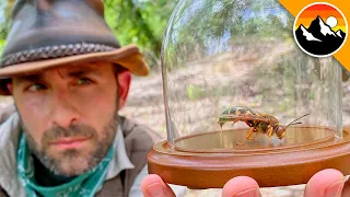 CICADA KILLER CAUGHT!... Return of the Sting?