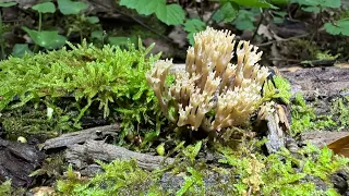 Artomyces pyxidatus, May 5, 2024