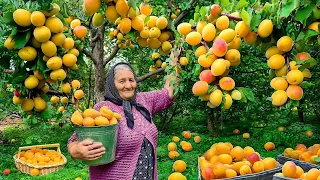 Harvesting Lots of Apricots and Making Jam and Cake in a Faraway Village!