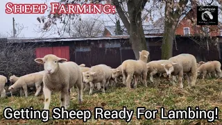 Sheep Farming: Getting Sheep Ready For Lambing!