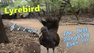 Lyrebird : The Best Songbird Ever ! #21