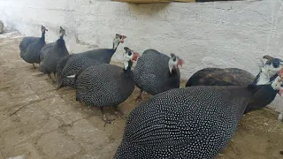 Guineafowl Chickens || #MehranValley #pets #petsandanimals