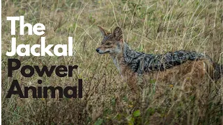 The Jackal Power Animal