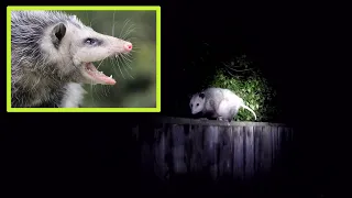 What Should You Do If You See An Opossum In Your Garden?