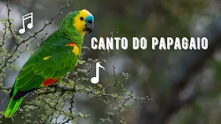 Canto do Papagaio / Papagaio Verdadeiro / Curau | Turquoise-fronted Parrot | Amazona Aestiva