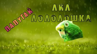 Танцующий папугай ○MEME○■LIL LOLOLOSHKA■