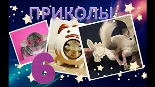 Лучшие приколы про ШИНШИЛЛ! Смешные ШИНШИЛЛЫ! Funny chinchillas❤#6