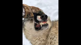 Western Wolf Hunting 11