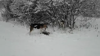 Охота На Зайца С Щенками РПГ! ОПЯТЬ ДОГНАЛИ ЖИВОГО ЗАЙЦА!!!