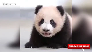 Aww cute - Funny And Cute Panda Compilation - Video 2020