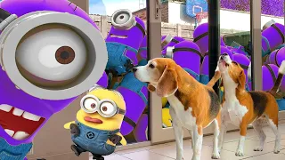 Minions In Real Life Pranking Dogs !