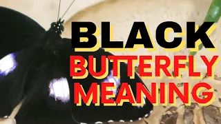 Signs And Meanings: Black Butterfly