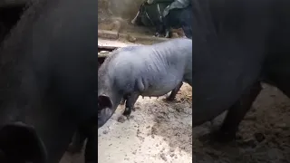 Natural Breeding of Native pig