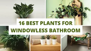 Indoor Plants - 16 Best Plants for Windowless Bathroom