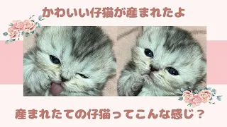 ミヌエットの子猫が生まれたよ！