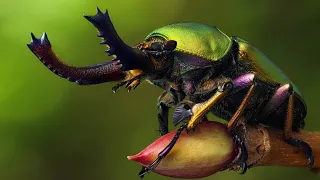 Les Insectes | Des Créatures Fascinantes | Documentaire.