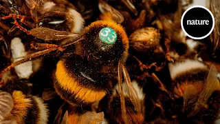The bees that can learn like humans