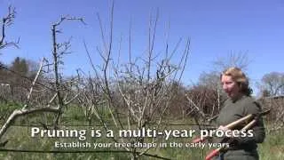 Pruning Apple Trees: How and When For Both Old And Young Trees