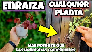 🌿 ENRAIZA cualquier PLANTA con este ENRAIZANTE Casero para RAMAS, Esquejes, CÍTRICOS o ÁRBOLES!