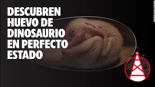 Descubren huevo de dinosaurio con embrión dentro perfectamente fosilizado