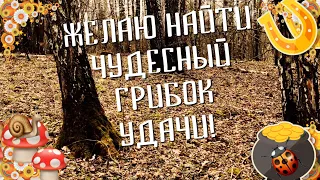 Привет, отличного настроения желаю! Пусть лесной грибок удачу принесёт....