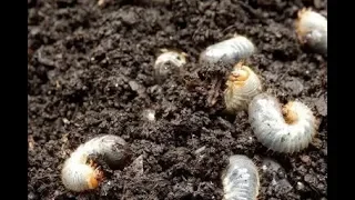 Белые личинки в компосте - это не майский жук, а отличный помощник для огородника