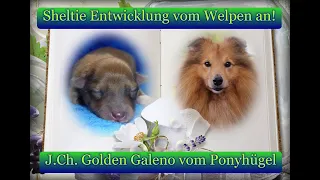 VDH Shelties vom Ponyhügel: Entwicklung Tag 1 - 7. Jahr mit J.Ch. Golden Galeno vom Ponyhügel!