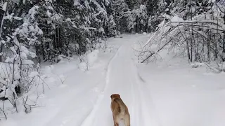 Коварный медведь-убийца