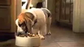 Funny Dog Food Commercial