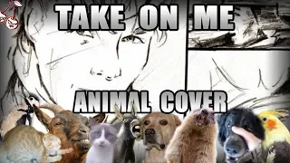 A-ha - Take On Meow (Animal Cover)