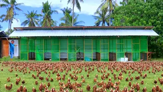 Harvesting hundreds of eggs & Breeding pen is finally done│Feeding & Preparing chickens for breeding