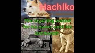 A true  story of Japanese dog Hachiko in English / /Hachiko the  faithful dag story video .