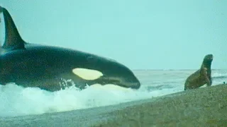 Killer Whales Playing with Their Prey | Trials Of Life | BBC Earth