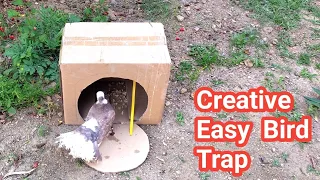 Life Hacks Ideas | Easy Bird Trap Using Cardboard Box | DIY Pigeon Trap Homemade Trap Work 100%