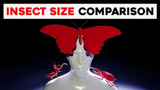 Insects Size Comparison 3D
