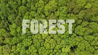 FOREST - DJI Mini 2 SE Cinematic footage